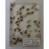 上海品意玻璃长期供应特殊工艺玻璃