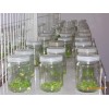 组培瓶生产 厂家 提供组培瓶，兰花瓶，虫草瓶