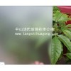 玻璃蒙砂粉厂家、水性蒙砂粉（环保型）