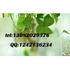 3.2mm布纹钢化玻璃