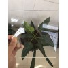 河北高硼硅平板玻璃厂家报价