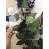 高硼硅平板玻璃厂家价格