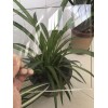高硼硅平板玻璃厂家供应