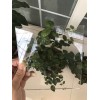 河北高硼硅平板玻璃厂家