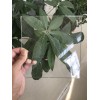高硼硅玻璃生产厂家
